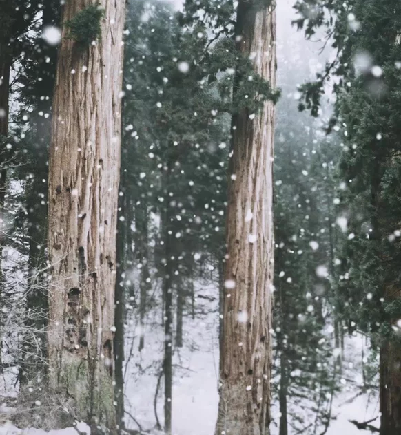 Winter Trees